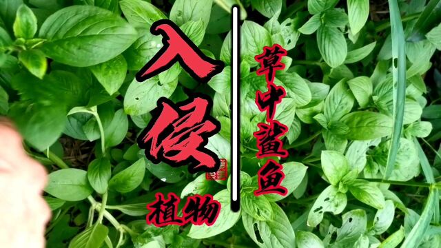 原来这叫阔叶丰花草,你们那被着植物入侵了吗?#入侵物种 #茶 #三农