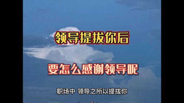 领导提拔你之后,你要怎么感谢领导呢?