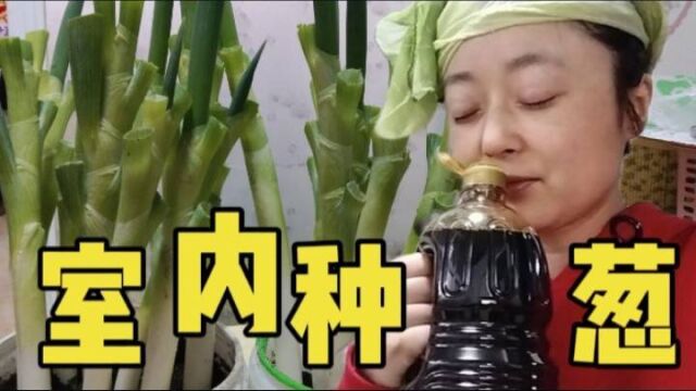 东北又降温了,开始准备猫冬的葱了,室内种葱,妈妈做葱叶拌酱油