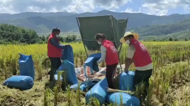 金秋十月,芒海田间地头抢收忙!