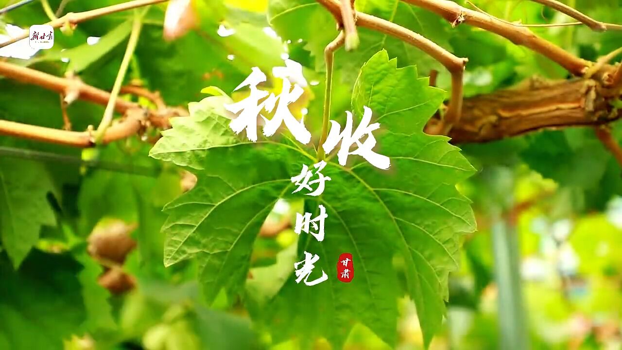 这里是甘肃ⷨ熩⑼红古:秋收好时光