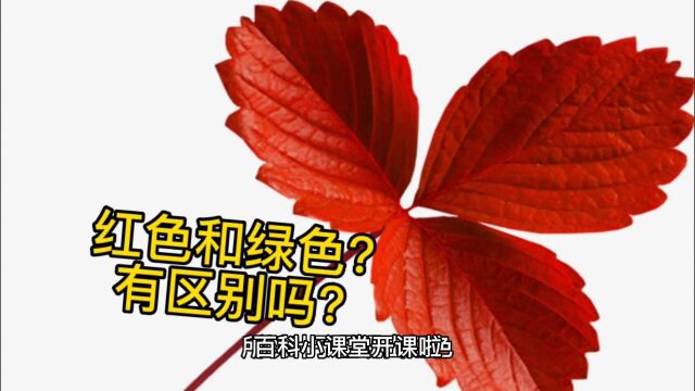 百科小课堂开课啦!难道红色叶子就不能进行光合作用了吗?