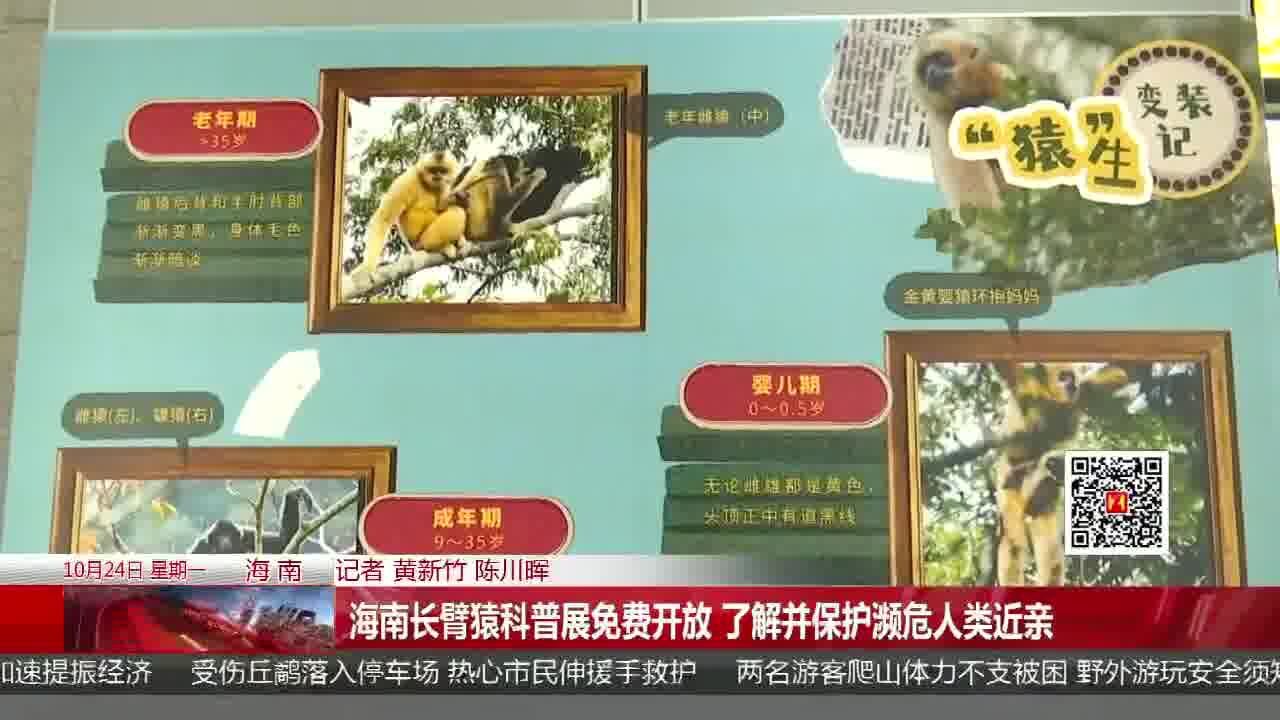 海南长臂猿科普展免费开放 了解并保护濒危人类近亲