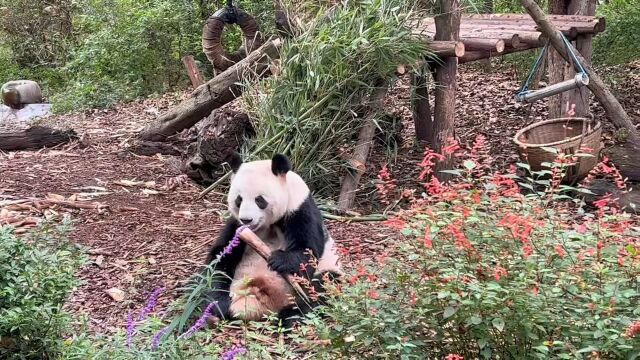 成都大熊猫繁育研究基地