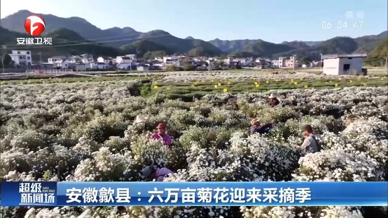 安徽歙县:六万亩菊花迎来采摘季,现场一片繁忙景象