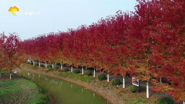 免门票!徐州这片6000亩“世外桃源”红了,好美啊!惊艳全国登上CCTV