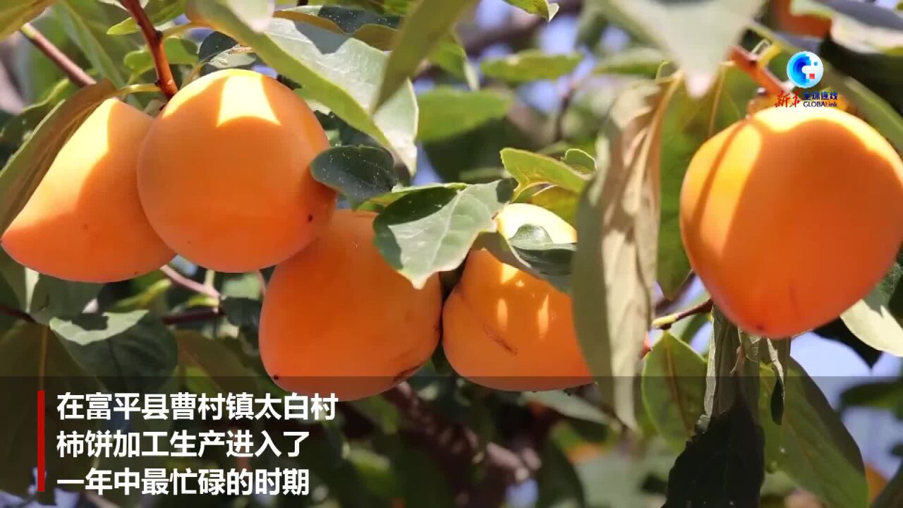 全球连线|甜蜜柿饼成为中国西北乡村特色产业