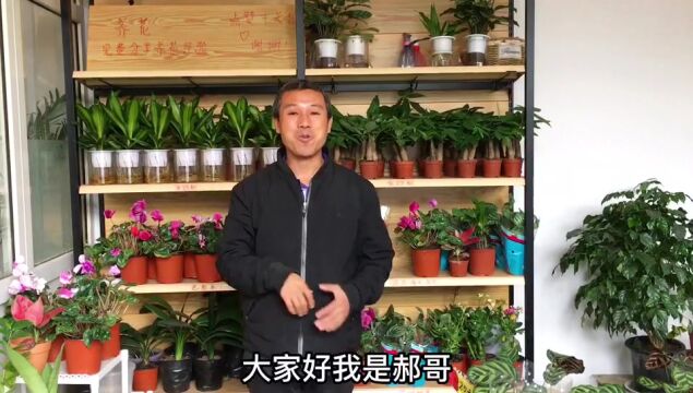 室内绿植推荐保姆级分享