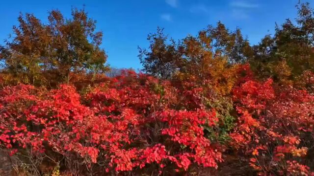 【传播】确山:又一网红打卡地火了!