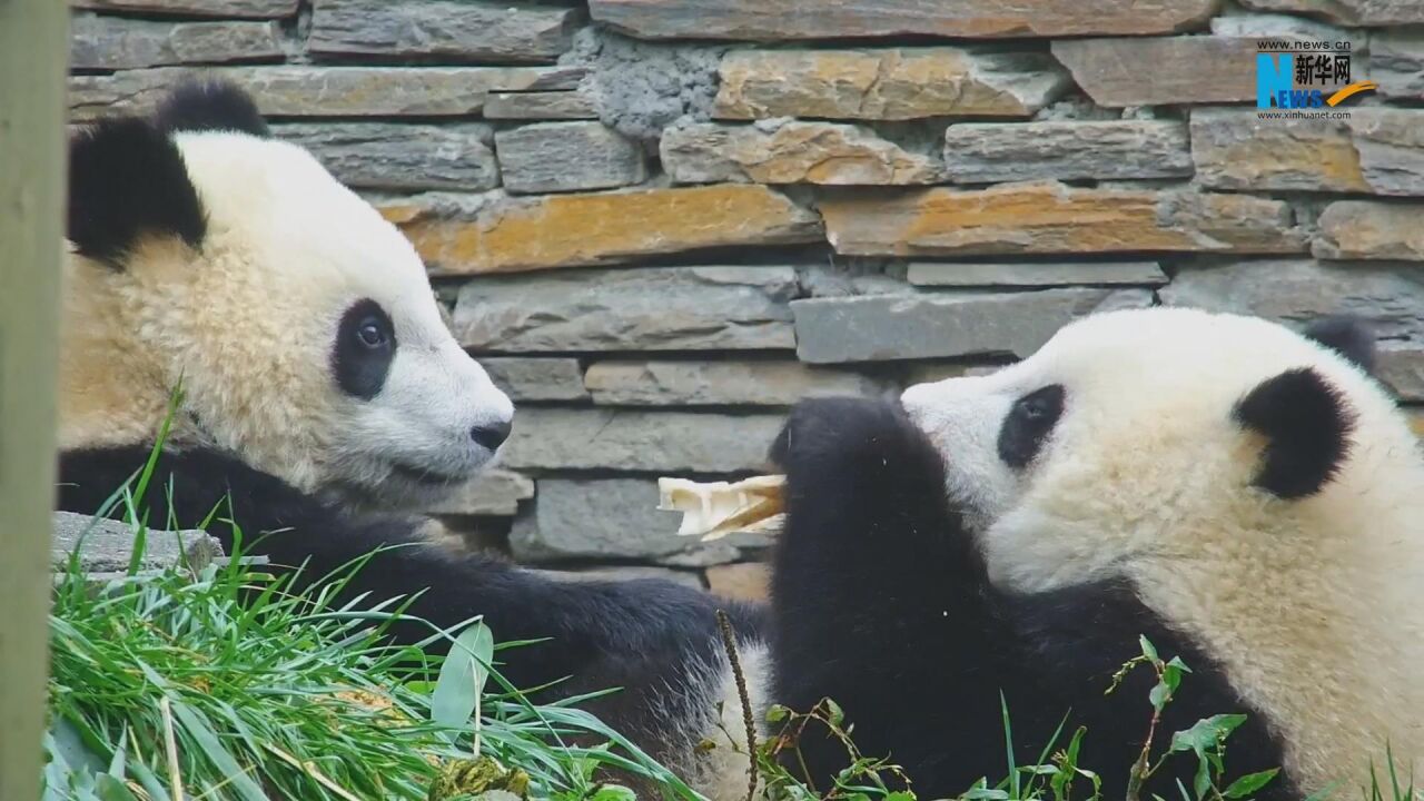 熊猫社区|谁来帮熊猫宝宝评评理