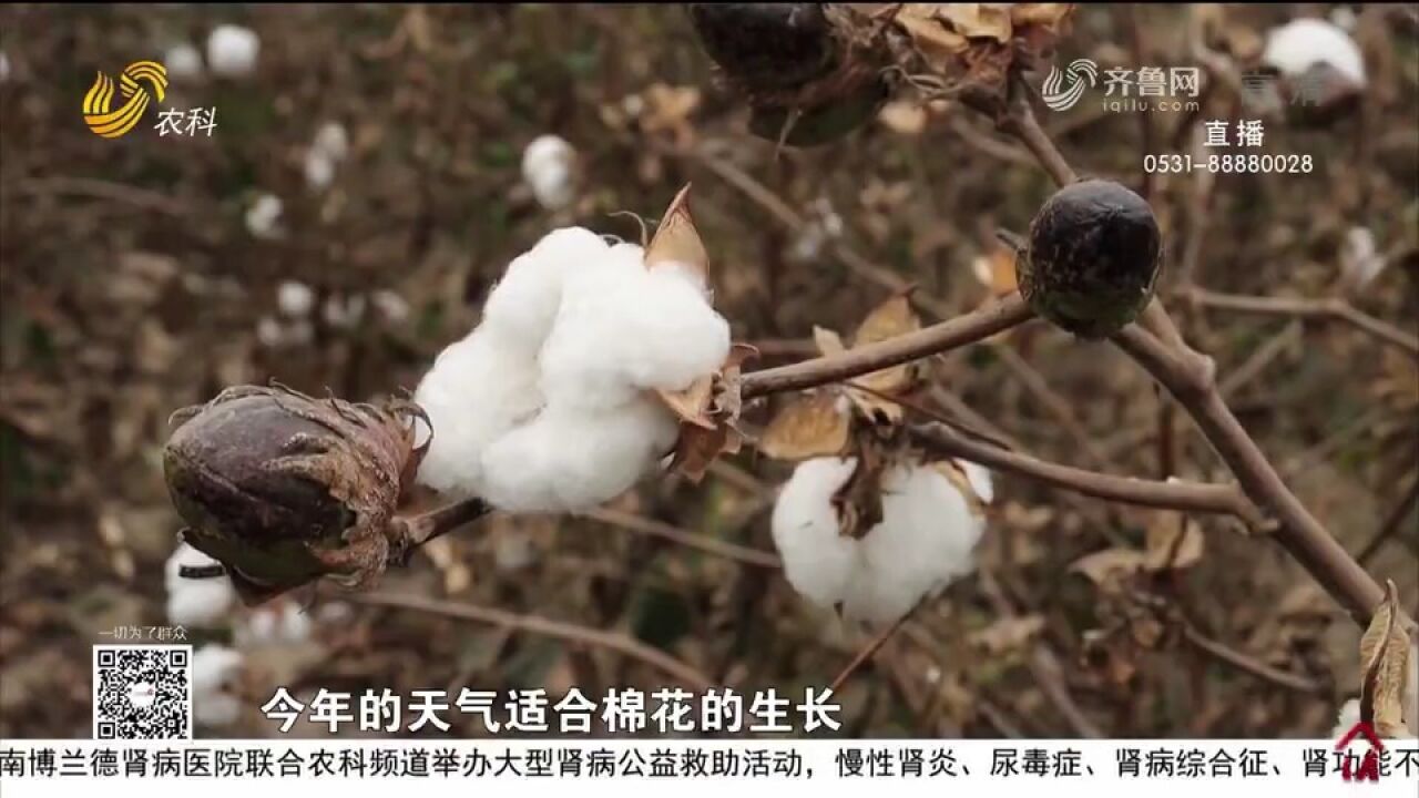 巨野多措并举改良盐碱地,20万亩棉花喜获丰收,平均亩产超700斤