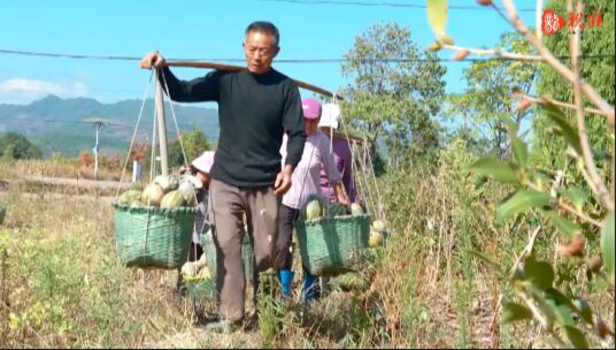 临武南冲村:香芋南瓜迎来首次采摘