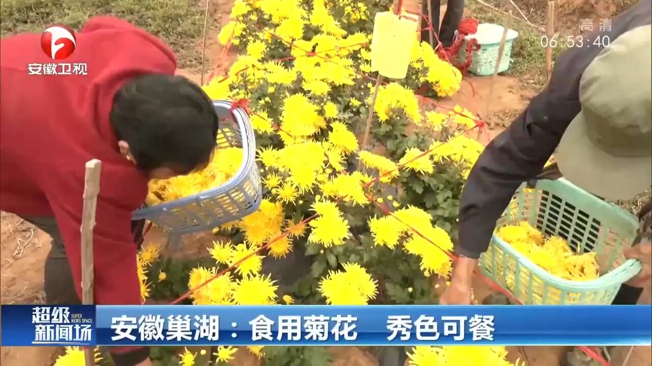 安徽巢湖:秀色可餐!食用菊花醉深秋