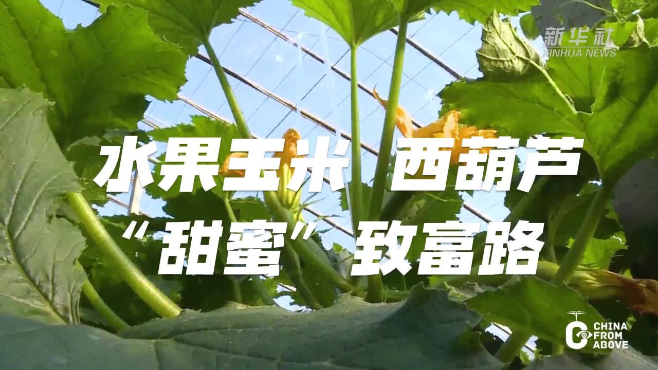 瞰中国|山东平原:发展特色产业 走出“甜蜜”致富路