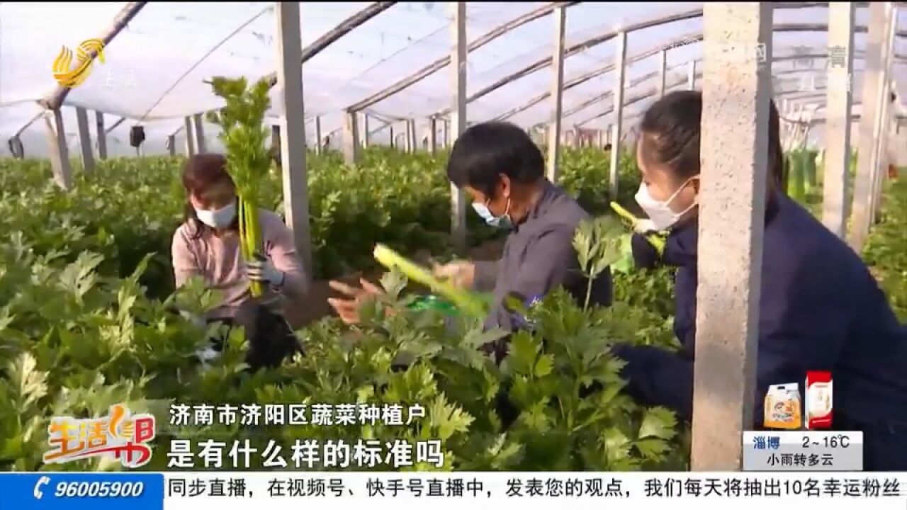 爱心助农!济阳10多万斤芹菜滞销,大幅降温即将来袭,急坏菜农