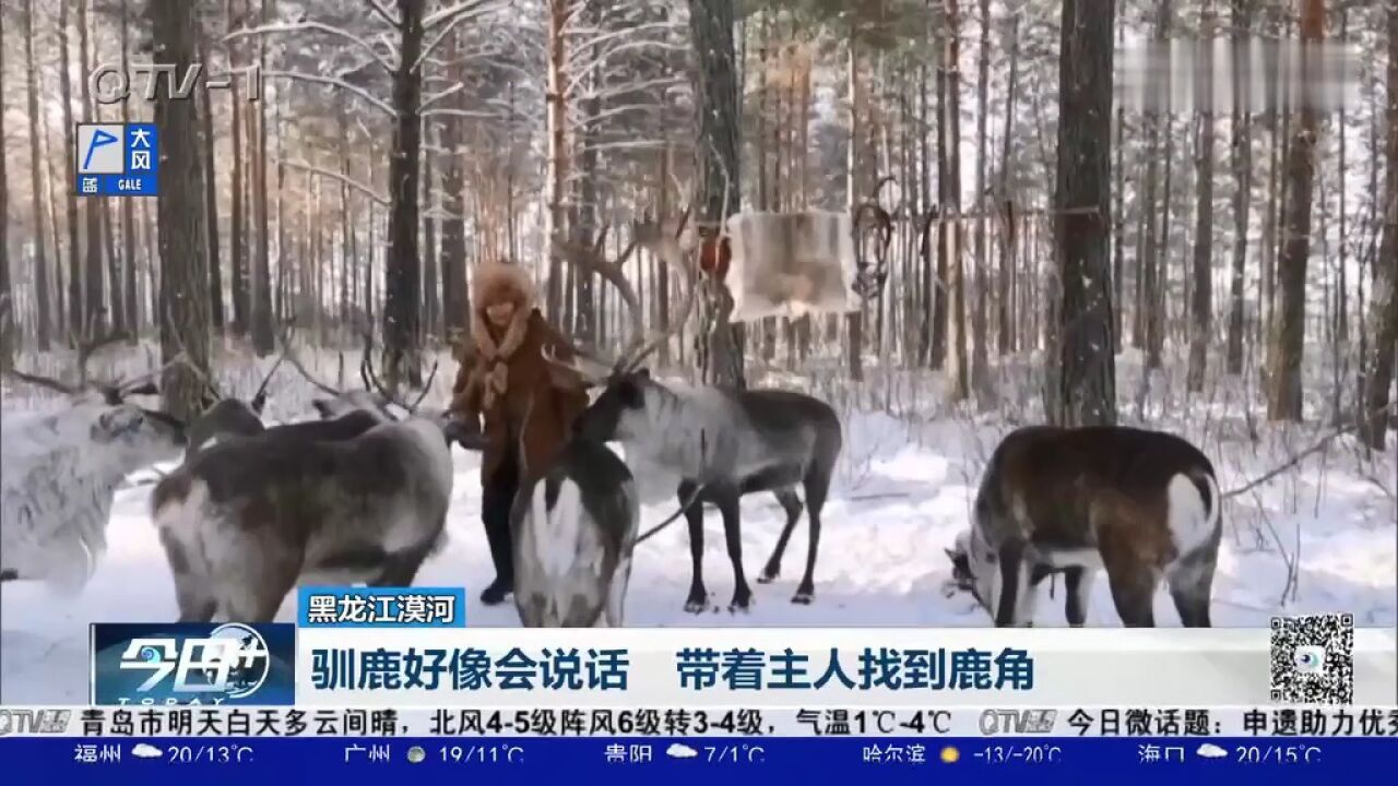 好有灵性的鹿!驯鹿鹿角脱落,主动带着主人去雪地找鹿角