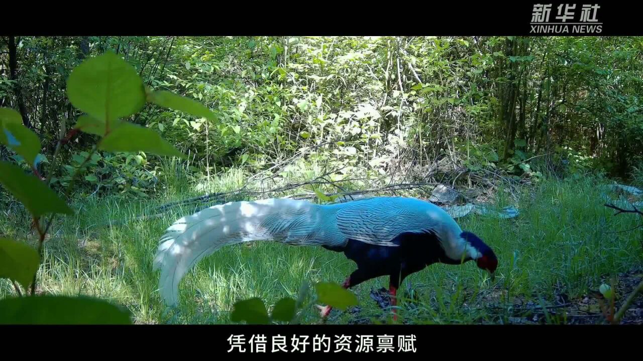 浙江丽水持续推动生物多样性保护