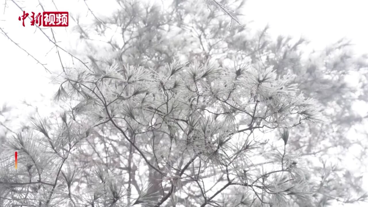 福建北部迎来首场雾凇金铙山银装素裹如诗如画