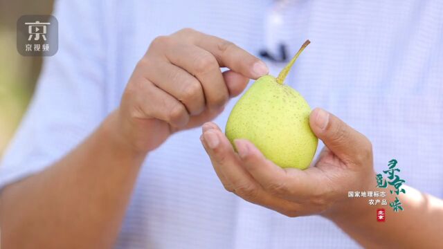 这里是北京最大的梨园!四百多年的老梨树依旧硕果累累