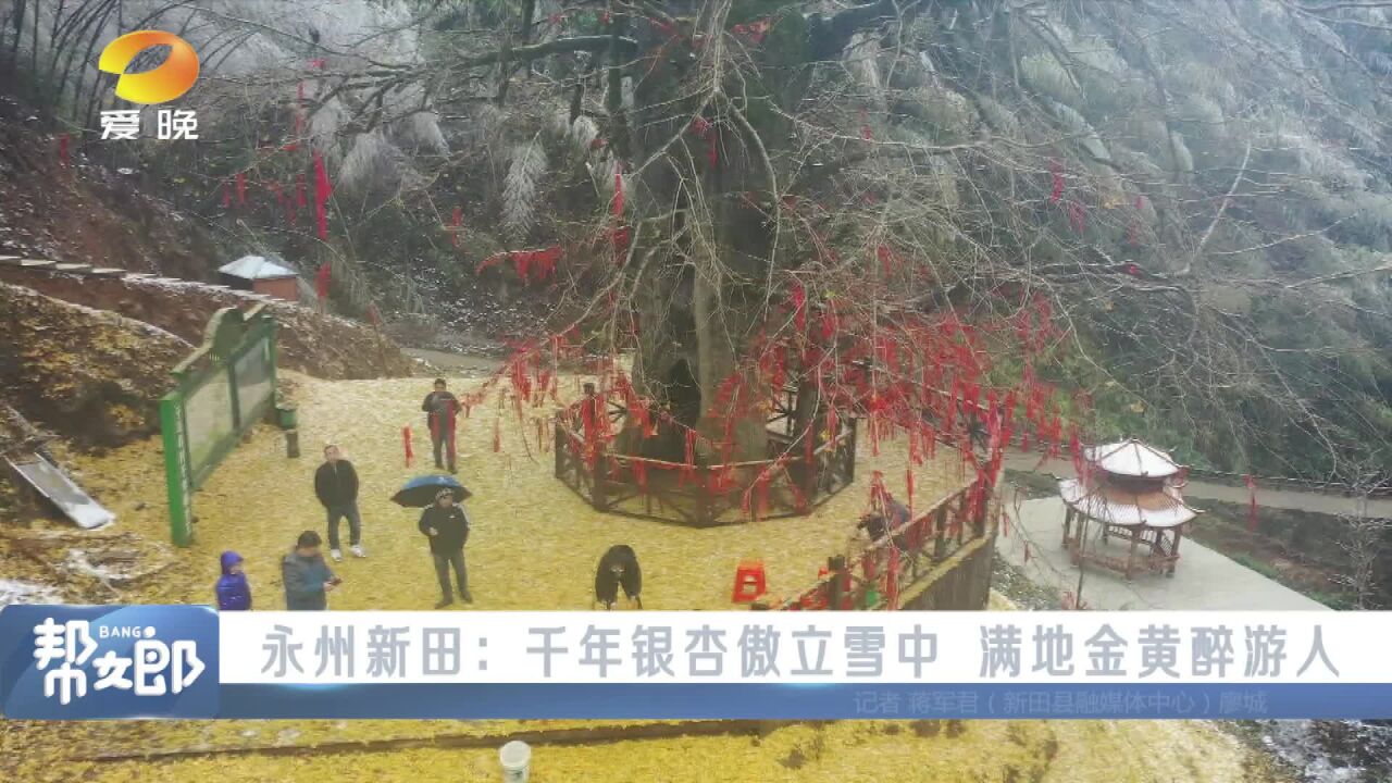 (冰雪湖南)永州新田:千年银杏傲立雪中 满地金黄醉游人