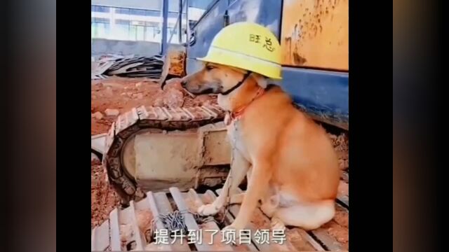 终于从看门狗到总了