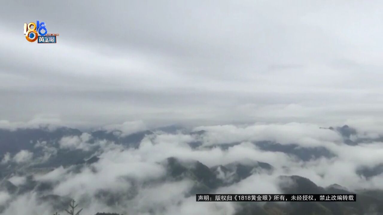 天井空山顶再现迷人雾松