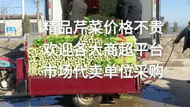 超低价西芹,河南滑县史固村西芹基地#新鲜蔬菜