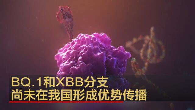 BQ.1和XBB分支尚未在我国形成优势传播