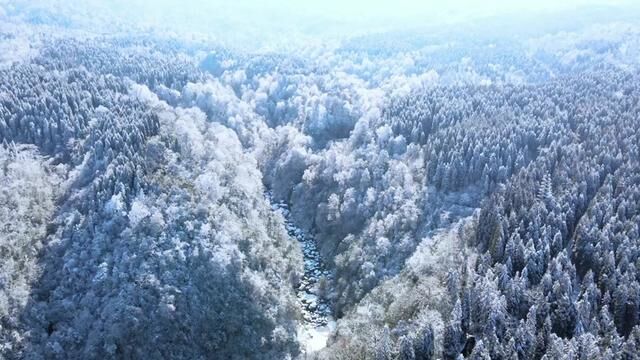 雅安荥经龙苍沟,小众人少,治愈系林海雪原.#冬日镜头下的大好河山 #看山河