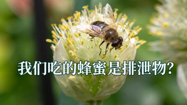 我们一直吃的蜂蜜只是蜜蜂的排泄物?