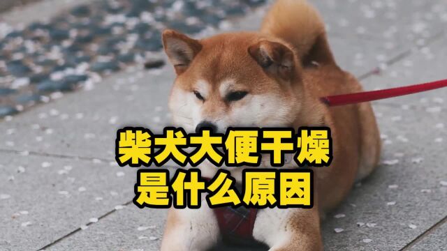 柴犬大便干燥是怎么回事?狗狗大便干燥是便秘吗?