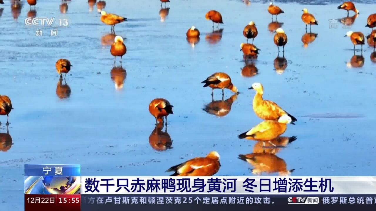 宁夏 数千只赤麻鸭现身黄河冬日增添生机