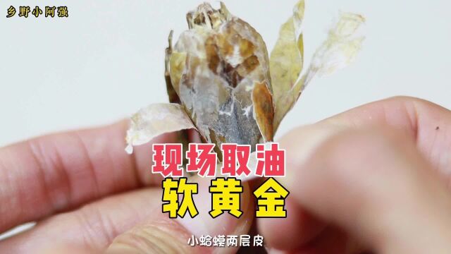 东北四大山珍之一的雪蛤说的就是它