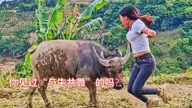 你见过“与牛共舞“的女孩吗?