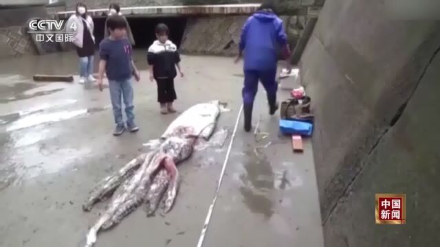 日本海岸惊现深海大乌贼或因水温过低死亡