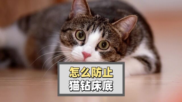 怎么防止猫钻床底?4招搞定