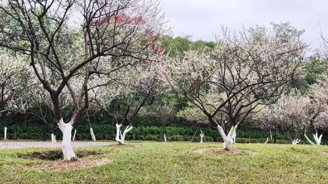 广州玉树公园|落梅如雨香如故,铁骨冰心群芳妒