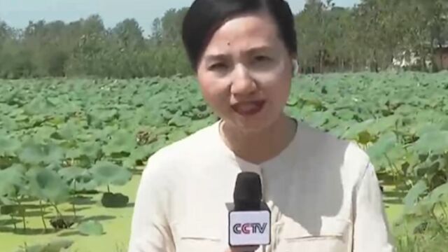 湖北洪湖莲藕丰收正当时,田间地头一片忙碌景象,农民欢声笑语