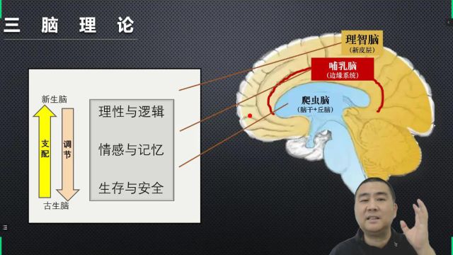 家长应该了解的脑科学知识三脑理论概述