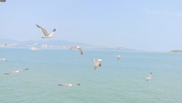 海鸥0921