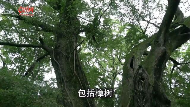 【视频】韶关:建设古树公园,打造绿美乡村 | 绿美岭南城ⷧ𛿧𞎦ሤ𞋀