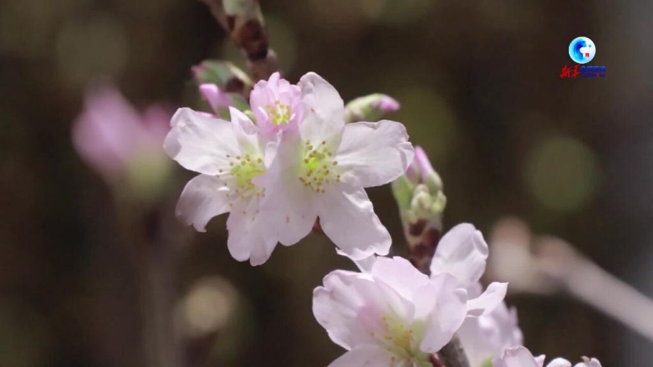 全球连线|拉美鲜花受到广东市民欢迎