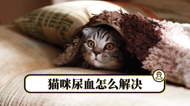 猫咪尿血不害怕,教你几个办法轻松解决