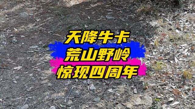 天降牛卡,荒山野岭惊喜四周年