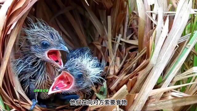 这是我们所见过的饥饿感最强的红毛鸡幼崽,没有之一