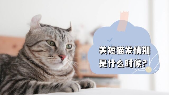 美短猫什么时候发情?快来听听