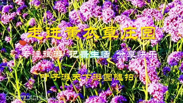 原创作品走进薰衣草庄园