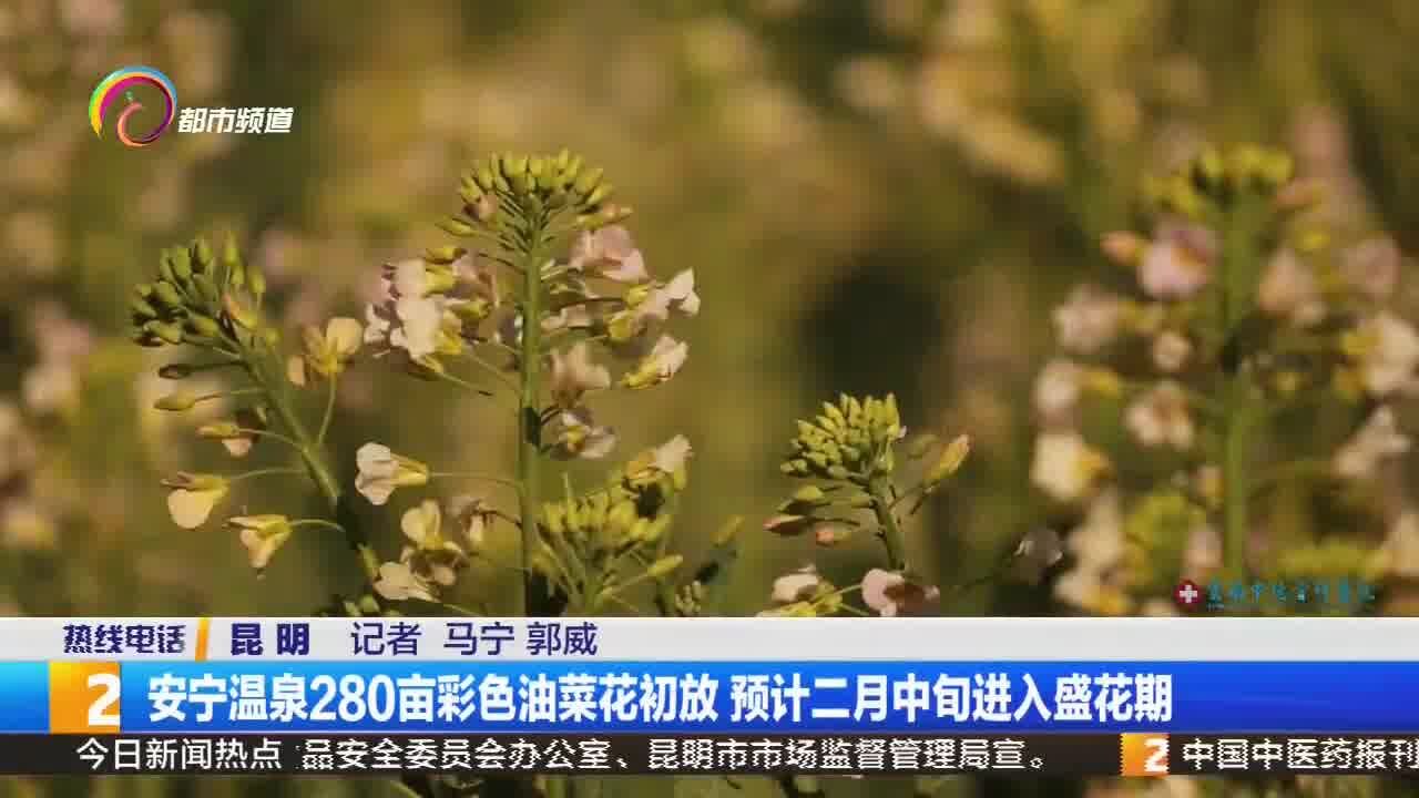 安宁温泉280亩彩色油菜花初放 预计二月中旬进入盛花期