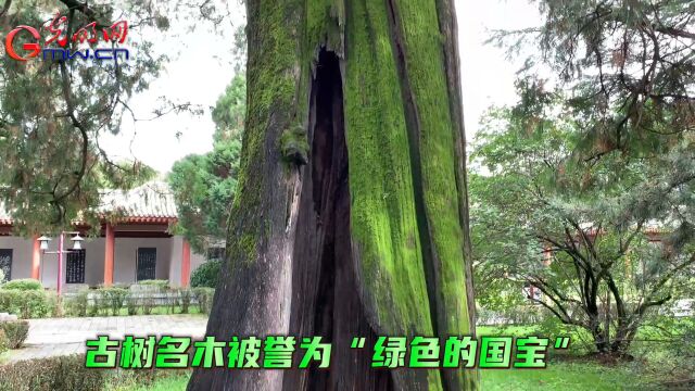 现场视频|2023年全国古树名木保护科普宣传周在陕西黄陵启动