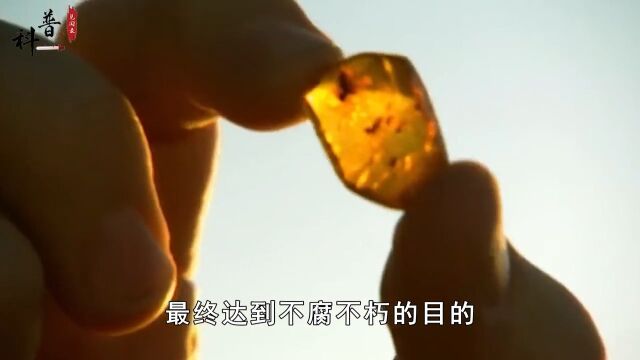 琥珀里的昆虫能万年不腐,古人为何不用琥珀来保存尸体呢?#琥珀#昆虫#宝石#虫珀#木乃伊 1